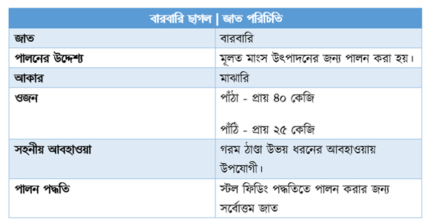 চিত্র: বারবারি ছাগল | জাত পরিচিতি