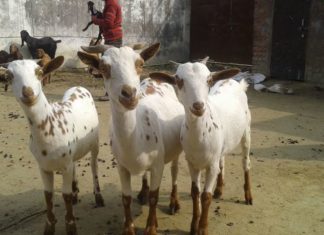 বারবারি ছাগল: খামারে পালনের জন্য সেরা জাত! বারবারি ছাগল