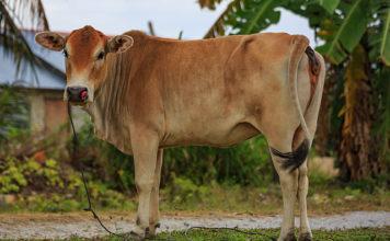 কোরবানির হাটে রোগমুক্ত, স্টেরয়েড বিহীন সুস্থ পশু চেনার উপায়