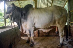 চিত্র: টাঙ্গাইলের খামারে বেড়ে ওঠা ব্রাহমা ষাঁড়