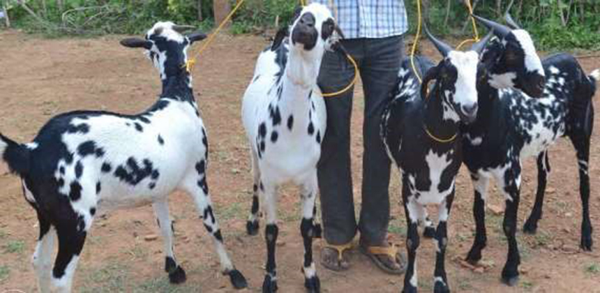 চিত্র: সাদার-উপর-কালো-ছোপ-বিশিষ্ট-বারবারি-ছাগল