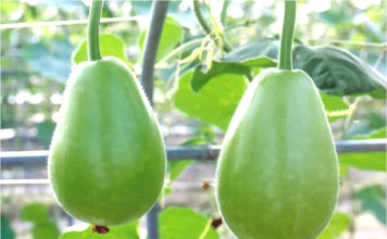 লাউ এর সেরা জাত সীতা লাউ