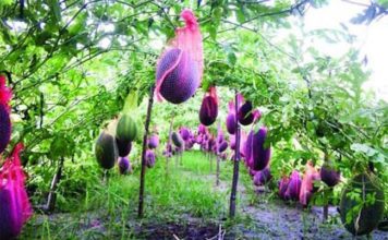 যশোরে মাচায় তরমুজ চাষে পাঁচ যুবকের সাফল্য