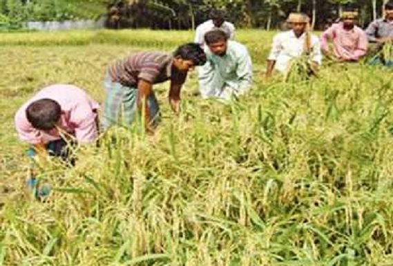 বন্যা উত্তর কৃষি পুনর্বাসন এবং বন্যার ভালোমন্দ দিক