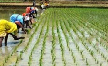 আশ্বিন মাসের কৃষি