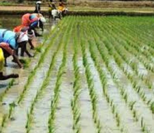 আশ্বিন মাসের কৃষি