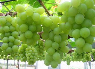 বাড়ির ছাদে বা বাগানে আঙ্গুর চাষ