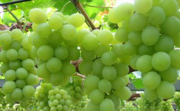 বাড়ির ছাদে বা বাগানে আঙ্গুর চাষ