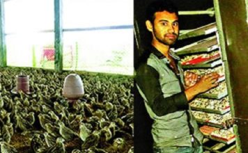 কোয়েল এনেছে মেহেদীর জীবনে আমেরিকান সুখ