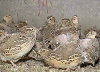 কোয়েল পালন