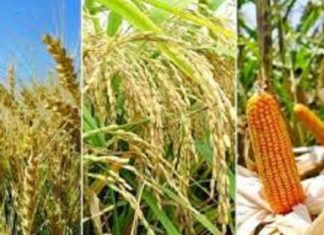 কৃষি কাজ ও মহান আল্লাহ তায়ালার নির্দেশনা