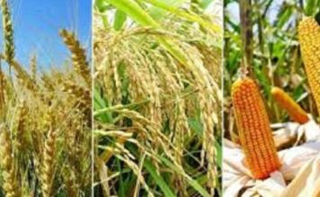 কৃষি কাজ ও মহান আল্লাহ তায়ালার নির্দেশনা