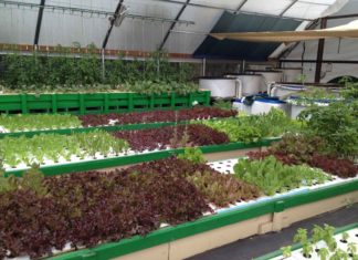 একোয়াপনিক্সে মাটি ছাড়াই ফলবে সবজি, ফল এবং চাষ হবে মাছ