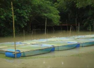 খাঁচায় মাছ চাষের পদ্ধতি ও সুবিধা