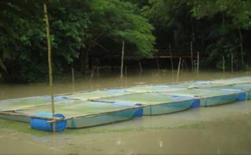 খাঁচায় মাছ চাষের পদ্ধতি ও সুবিধা