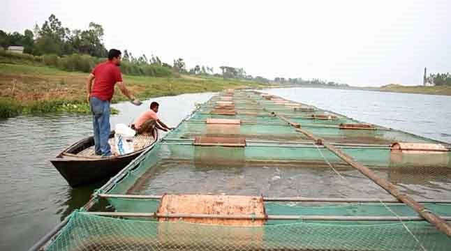 খাঁচায় সম্পূরক খাদ্য প্রদান