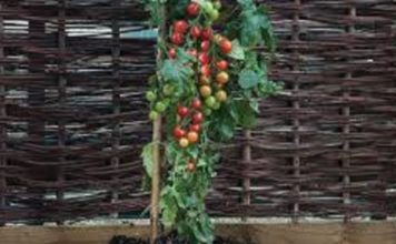 আলু ও টমেটো চাষ একই গাছে, উপরে আলু নিচে টমেটো