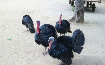 সম্ভাবনাময় টার্কি পালন