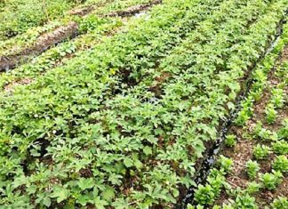 অসাধারণ উপায়ে কচুরিপানার উপর সবজি চারার চাষ অসাধারণ উপায়ে কচুরিপানার উপর সবজি চারার চাষ