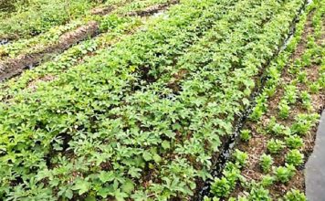 অসাধারণ উপায়ে কচুরিপানার উপর সবজি চারার চাষ অসাধারণ উপায়ে কচুরিপানার উপর সবজি চারার চাষ