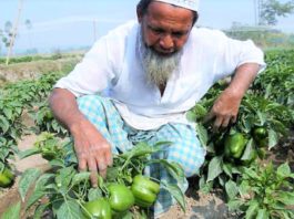 কৃষি কাজ ও রাসূল (স.) এর অনুপ্রেরণা