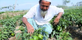 কৃষি কাজ ও রাসূল (স.) এর অনুপ্রেরণা