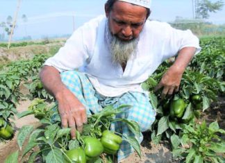 কৃষি কাজ ও রাসূল (স.) এর অনুপ্রেরণা কৃষি কাজ ও রাসূল (স.) এর অনুপ্রেরণা