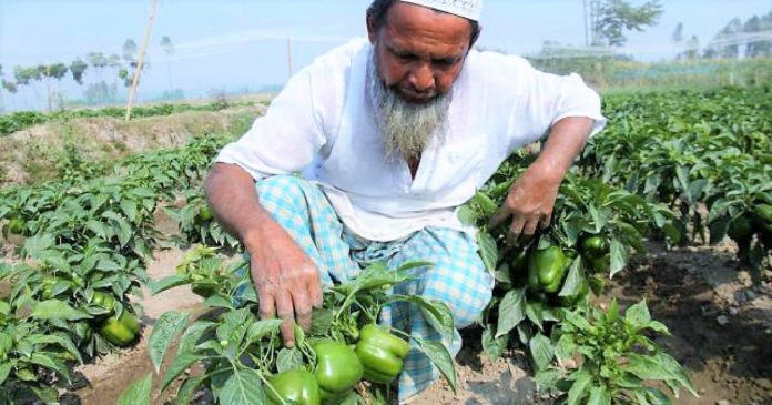 কৃষি কাজ ও রাসূল (স.) এর অনুপ্রেরণা