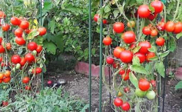 গাছ ভর্তি চেরি টমেটো