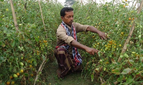 চেরী টমেটোর ক্ষেত পরিচর্যায় ব্যস্ত কৃষক