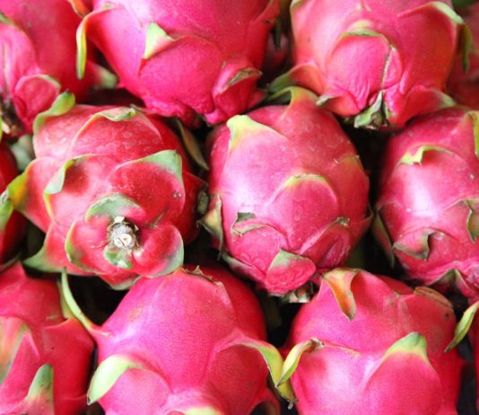 বাড়ির ছাদে ও বারান্দায় চাষ করতে পারেন ড্রাগন ফল