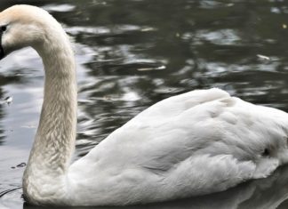 রাজহাঁস পালন করে আমিষের ঘাটতি পূরণ করে আর্থিকভাবে লাভবান হোন !!