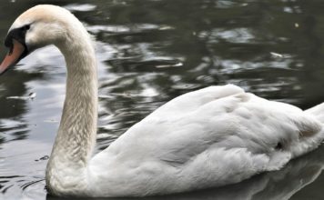 রাজহাঁস পালন করে আমিষের ঘাটতি পূরণ করে আর্থিকভাবে লাভবান হোন !!