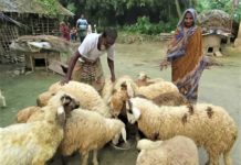 গাড়ল পালন: বেকারের বেকারত্ব দূরীকরণের উত্তম পন্থা-২