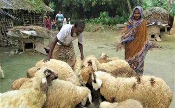 গাড়ল পালন: বেকারের বেকারত্ব দূরীকরণের উত্তম পন্থা-২