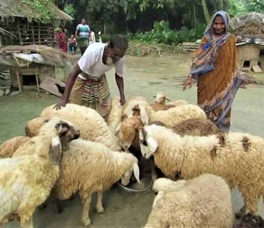 গাড়ল পালন: বেকারের বেকারত্ব দূরীকরণের উত্তম পন্থা-২