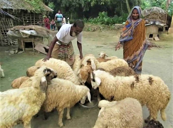 গাড়ল পালন: বেকারের বেকারত্ব দূরীকরণের উত্তম পন্থা-২