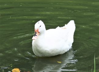 কিভাবে বেইজিং জাতের হাঁস পালন করবেন ?