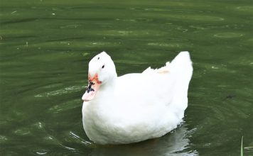 কিভাবে বেইজিং জাতের হাঁস পালন করবেন ?