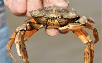 কাঁকড়া চাষ করে হতে পারেন লাখপতি !!