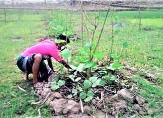 শীতকালীন সবজি চাষ