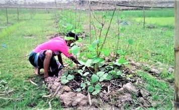 শীতকালীন সবজি চাষ