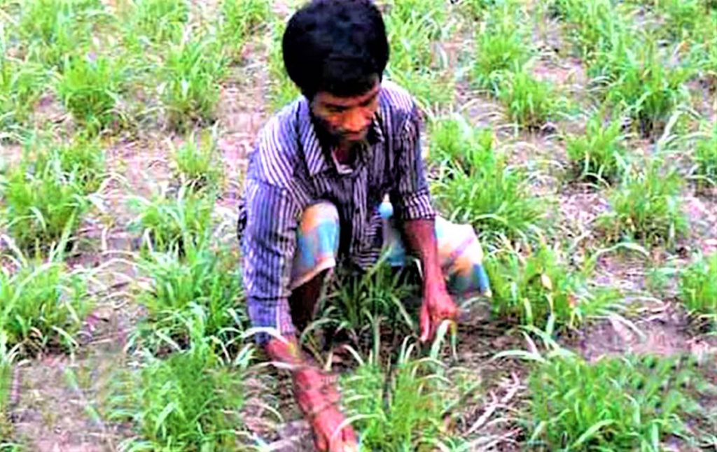 নেপিয়ার ঘাস চাষ