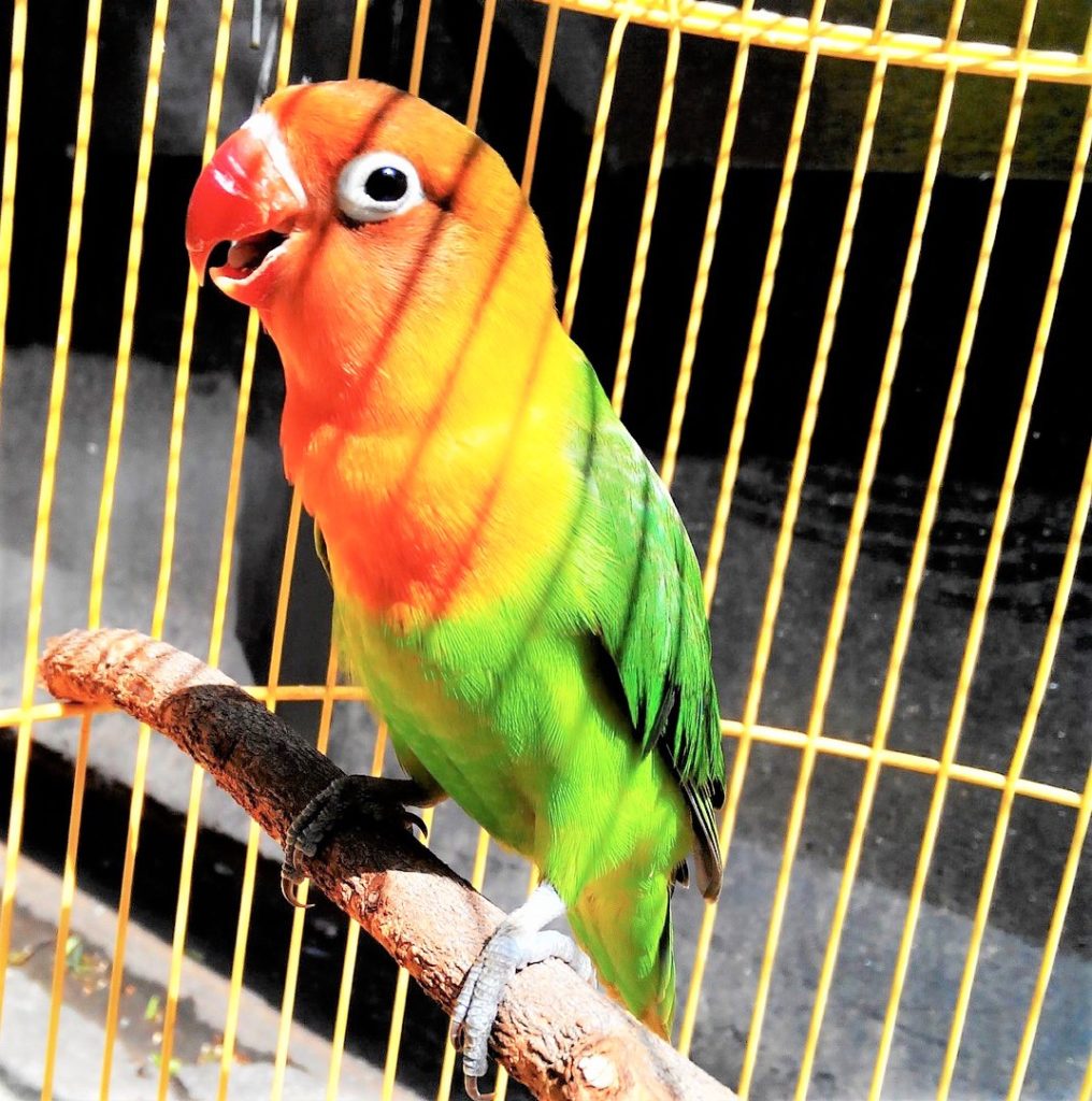 লাভ বার্ড পাখি