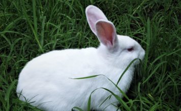 কিভাবে খরগোশ পালন করবেন: খরগোশ পালন পদ্ধতি কিভাবে খরগোশ পালন করবেন: খরগোশ পালন পদ্ধতি