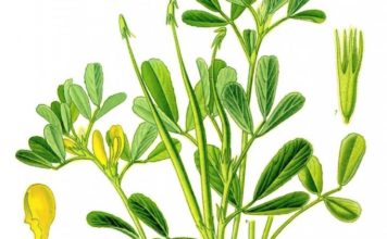 মেথির অসাধারণ কিছু গুণাগুণ