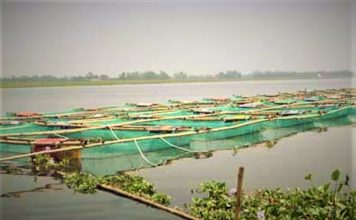 এবার খাঁচায় হবে মাছ চাষ!!! মৎস্য উৎপাদনে এক নতুন দিগন্তের উন্মোচন মাছ চাষ