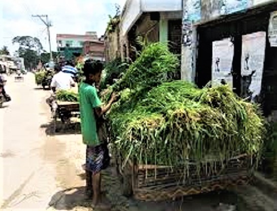 নেপিয়ার ঘাস