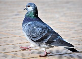 অল্প পুঁজিতে কবুতর পালন