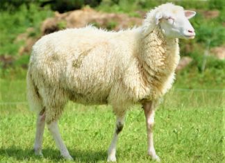 উত্তম পন্থা